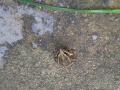 Ptychadena erlangeri