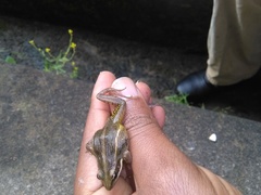 Ptychadena erlangeri