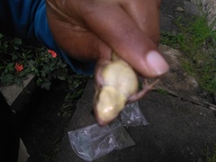 Ptychadena erlangeri