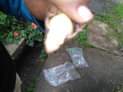 Ptychadena erlangeri