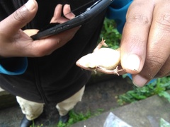 Ptychadena erlangeri