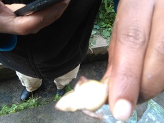 Ptychadena erlangeri