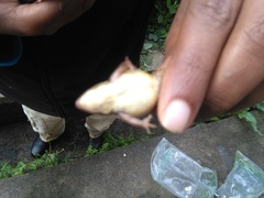 Ptychadena erlangeri