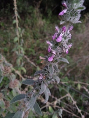 Stachys germanica