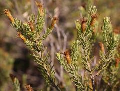 Oedera sedifolia