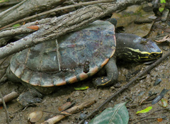 Malayemys macrocephala