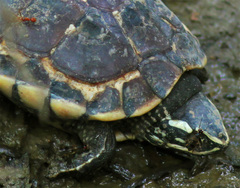 Malayemys macrocephala