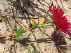 Lampranthus coccineus