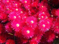 Lampranthus coccineus