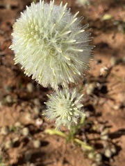 Ptilotus xerophilus