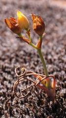 Ornithogalum rupestre