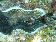 Tridacna derasa