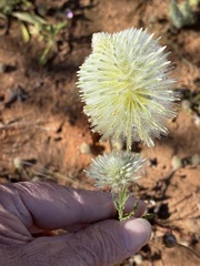 Ptilotus xerophilus