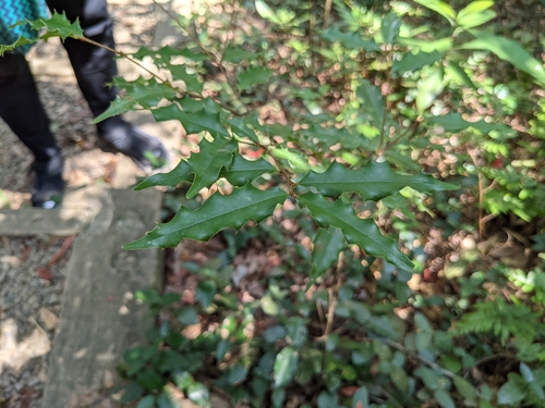 Laurocerasus spinulosa iNat (3)