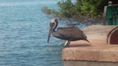 Pelecanus occidentalis