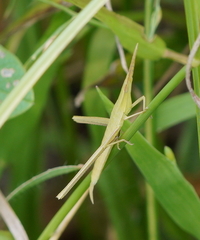 Acrida cinerea