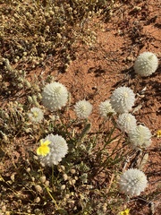 Ptilotus xerophilus