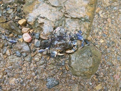 Demanietta khirikhan