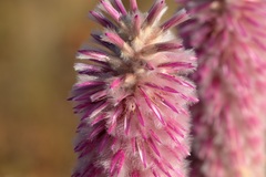 Ptilotus rotundifolius