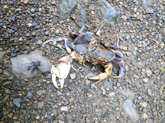 Demanietta khirikhan