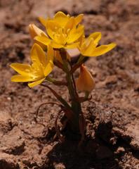 Ornithogalum rupestre