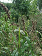 Echinochloa esculenta