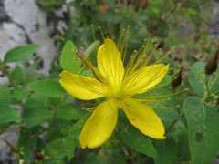 Hypericum hircinum