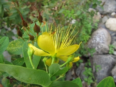 Hypericum hircinum