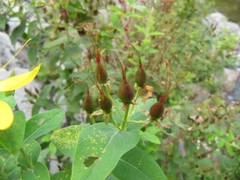 Hypericum hircinum