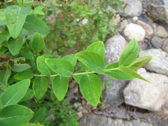 Hypericum hircinum