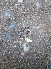 Demanietta khirikhan