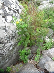 Hypericum hircinum