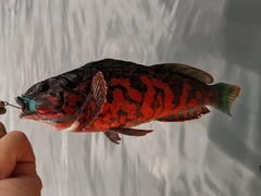 Hexagrammos lagocephalus
