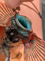 Hexagrammos lagocephalus