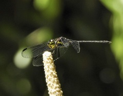 Agrionoptera longitudinalis biserialis