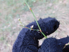 Polygonum equisetiforme