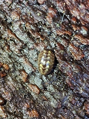 Glomeridae
