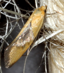 Telocharacta hemicroca