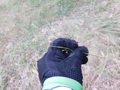 Polygonum equisetiforme