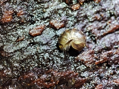 Glomeridae