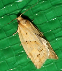 Clepsis therina