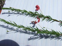 Indigofera dillwynioides