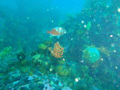 Chrysoblephus laticeps