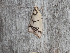 Compsotropha selenias