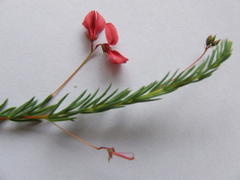 Indigofera dillwynioides