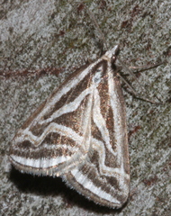 Dichromodes confluaria