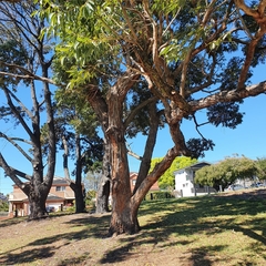 Eucalyptus fastigata