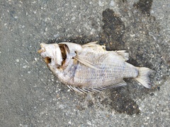 Acanthopagrus schlegelii