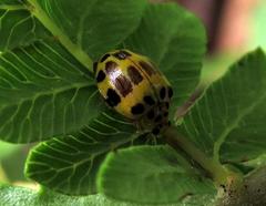 Psyllobora brunneosignata