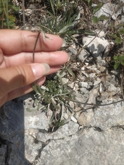 Convolvulus calvertii calvertii